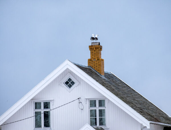 Top Signs Your Roof Needs Immediate Attention